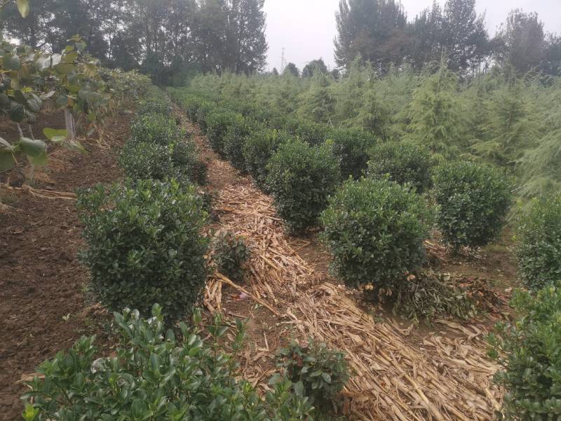 西安周至出售精品黄杨球