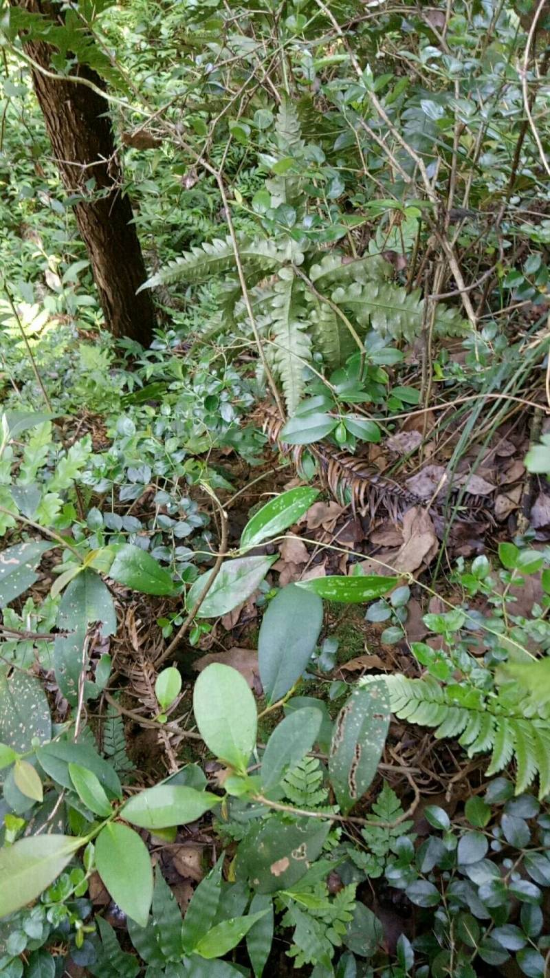野生绣花针，虎刺（鲜货须预定）