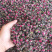 金边玫瑰金边玫瑰花茶实物拍摄玫瑰花茶保庆