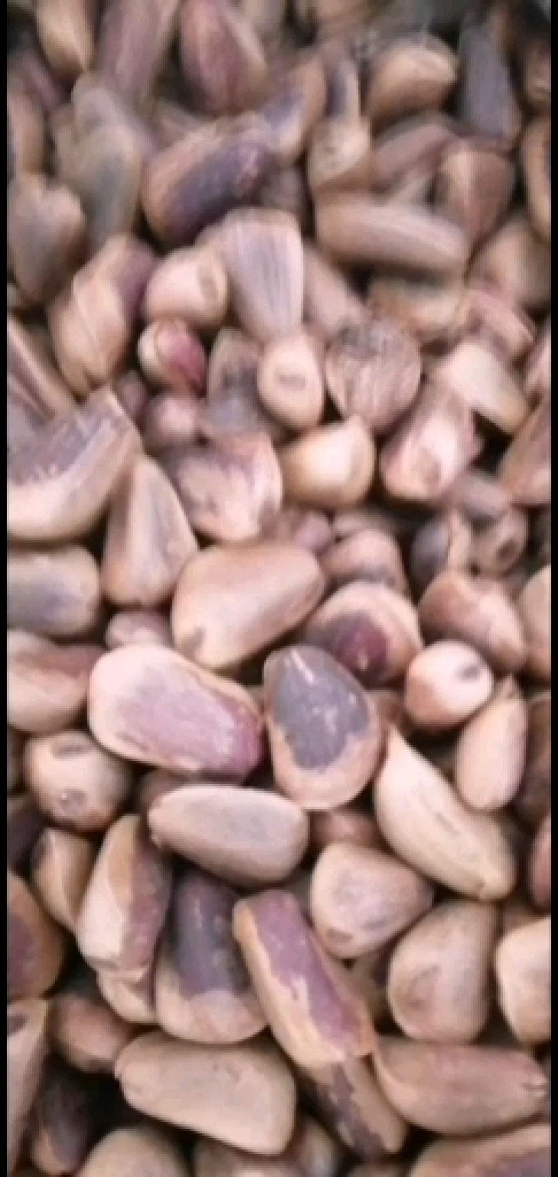 松子，大颗粒，新货，新炒的噶噶香粒粒饱满，又香又有点甜