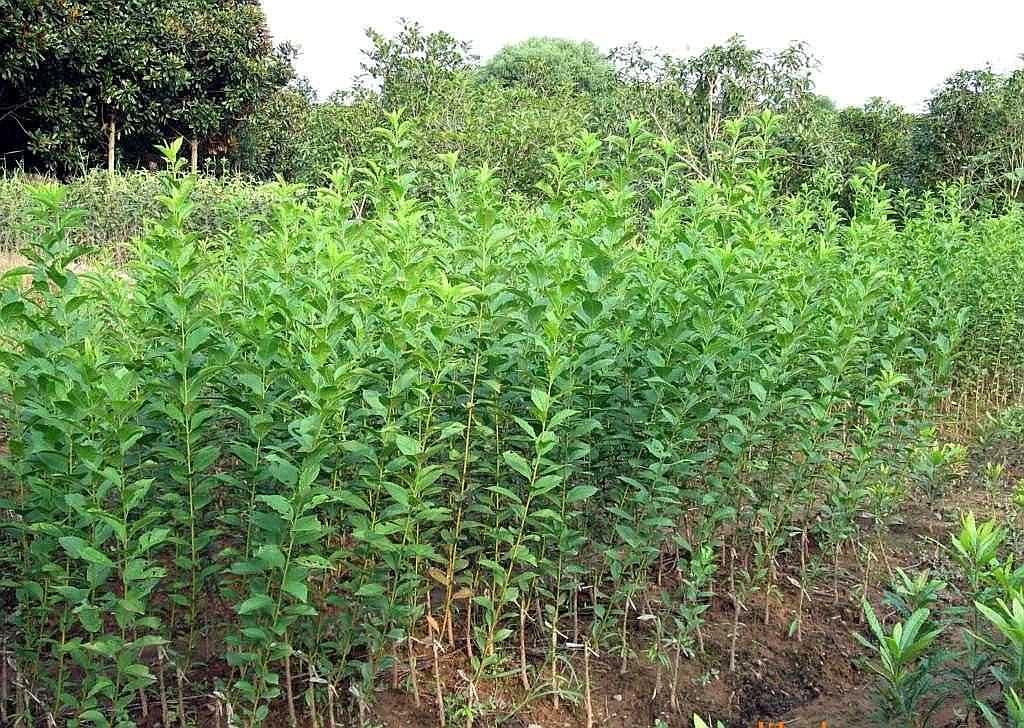 鞍山市铁东区南果梨标准化种植基地,采用滴灌与有机种植技术 南果梨标准化种植基地