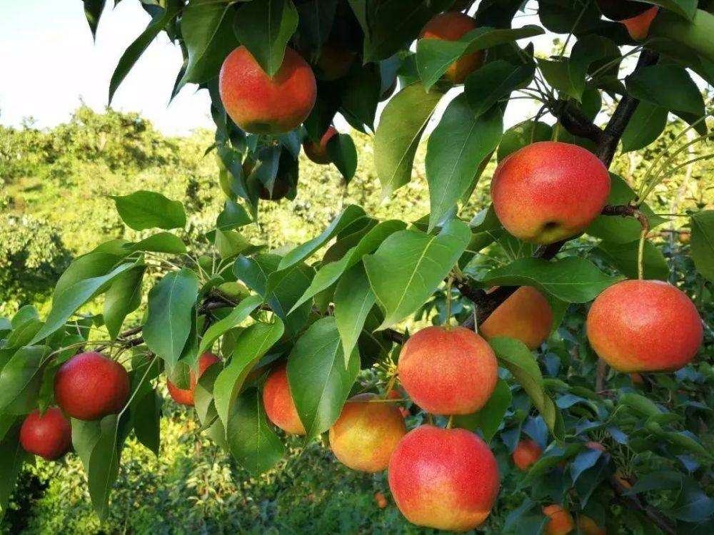 南果梨一级嫁接苗标准实物图