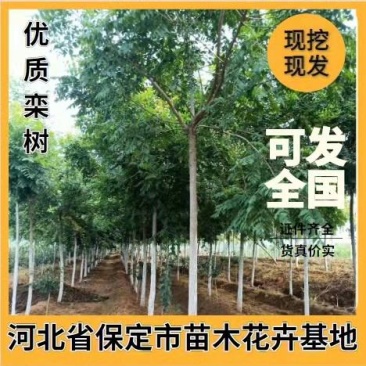 栾树北栾一级树！8到12公分量大其它规格也有货