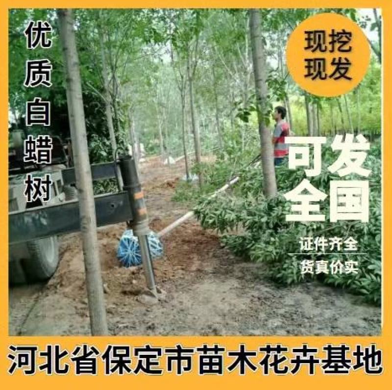 老式白蜡速生白蜡8到15公分量大各种规格甩卖