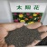 太阳花种子混色重瓣单瓣太阳花单瓣种子绿化种子