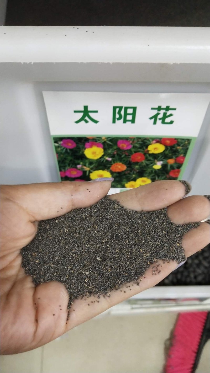 太阳花种子混色重瓣单瓣太阳花单瓣种子绿化种子