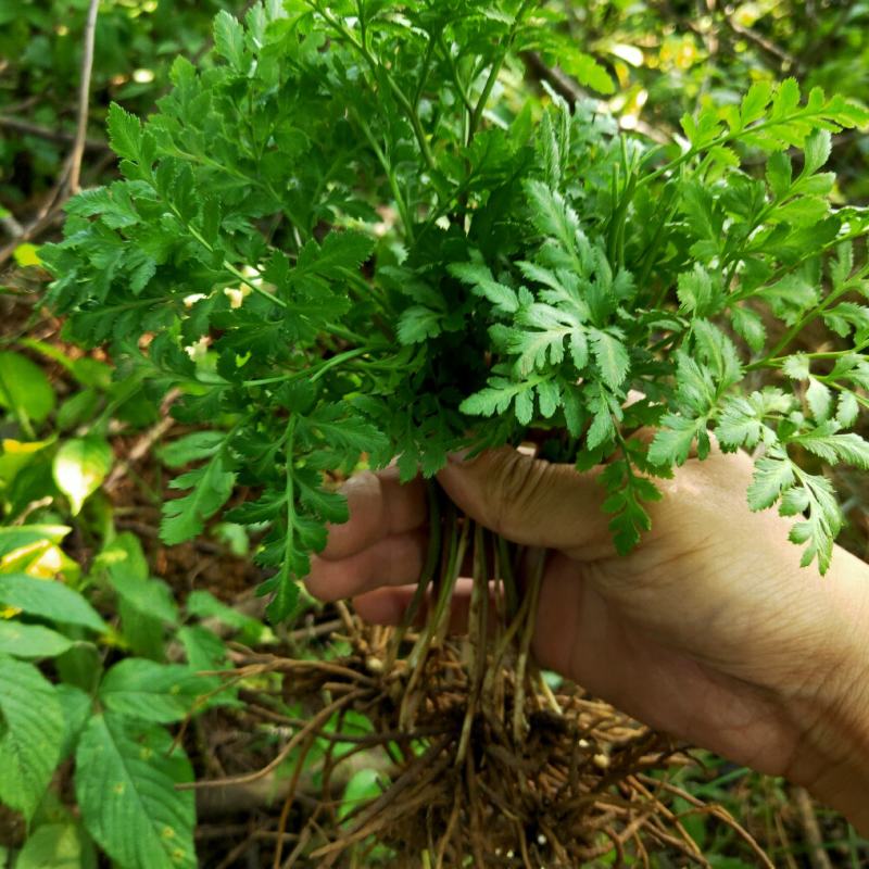 一朵云小春花阴地蕨野生独脚金鸡背蛇生水洗干货无硫