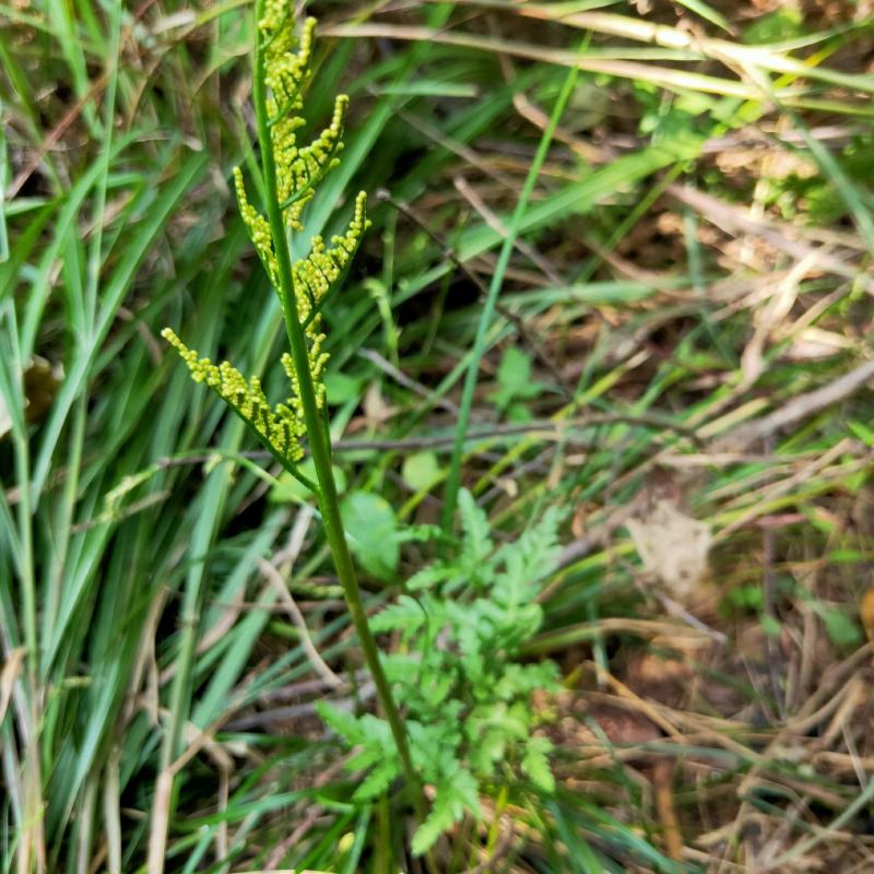 一朵云小春花阴地蕨野生独脚金鸡背蛇生水洗干货无硫