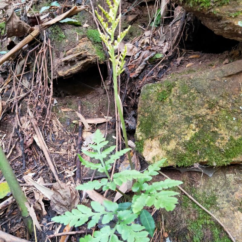 一朵云小春花阴地蕨野生独脚金鸡背蛇生水洗干货无硫