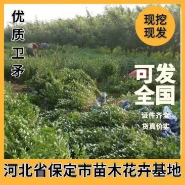 卫矛大量卫矛给你批发价！河北省保定市苗木花卉批发