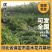卫矛大量卫矛给你批发价！河北省保定市苗木花卉批发