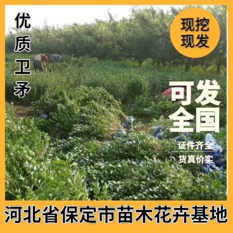 卫矛大量卫矛给你批发价！河北省保定市苗木花卉批发