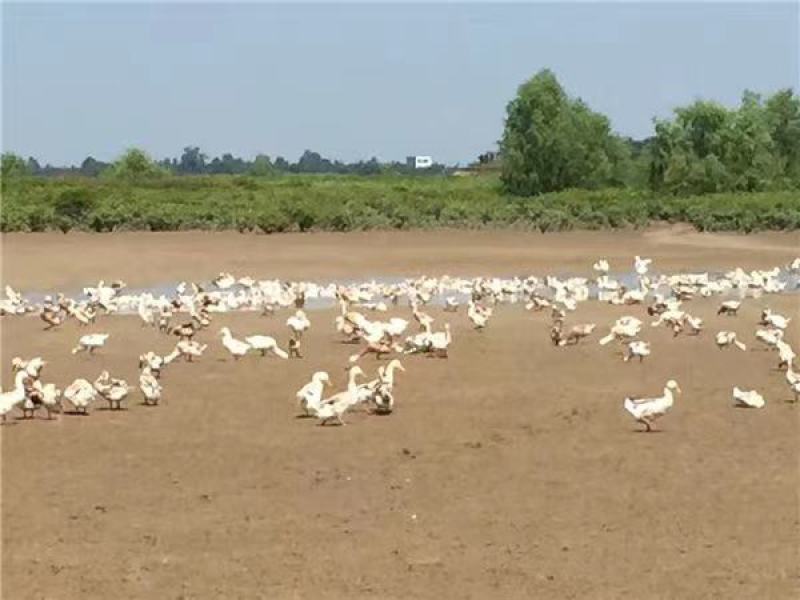 广西北海坡养，海养鲜鸭蛋，大量有货，欢迎批发