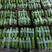 山东绿皮西葫芦，瓜条顺直，六两起摘，产地直销，全国发货