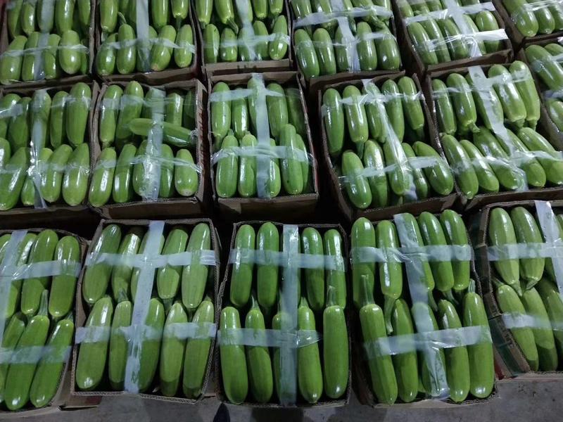 山东绿皮西葫芦，瓜条顺直，六两起摘，产地直销，全国发货