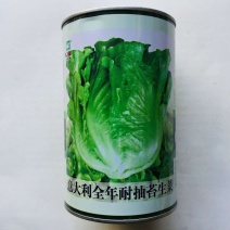 生菜种子耐熱耐抽苔意大利生菜种子叶片油绿