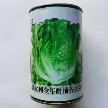 生菜种子耐熱耐抽苔意大利生菜种子叶片油绿