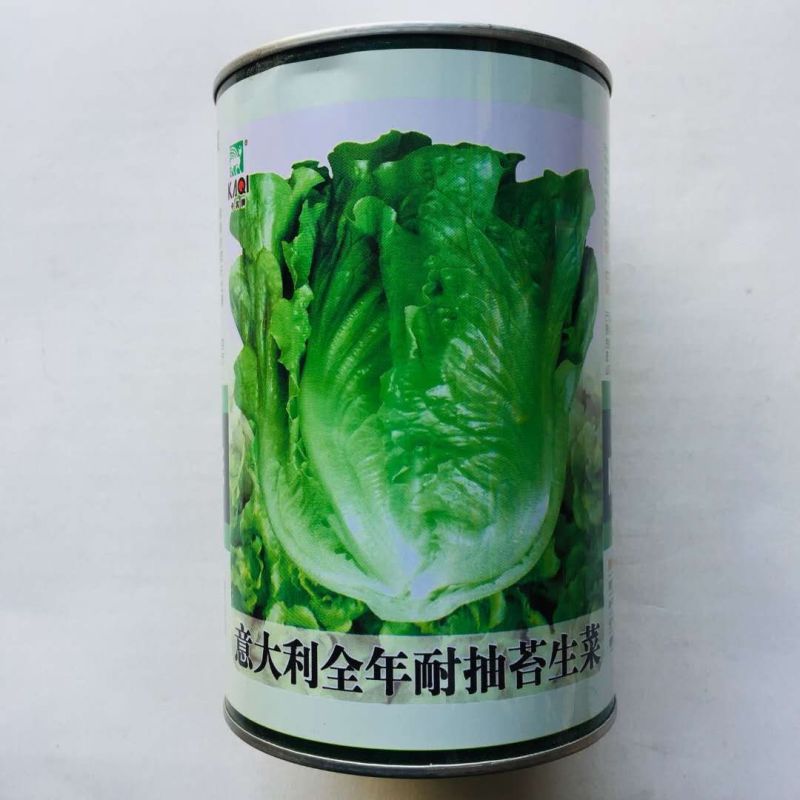 生菜种子耐熱耐抽苔意大利生菜种子叶片油绿