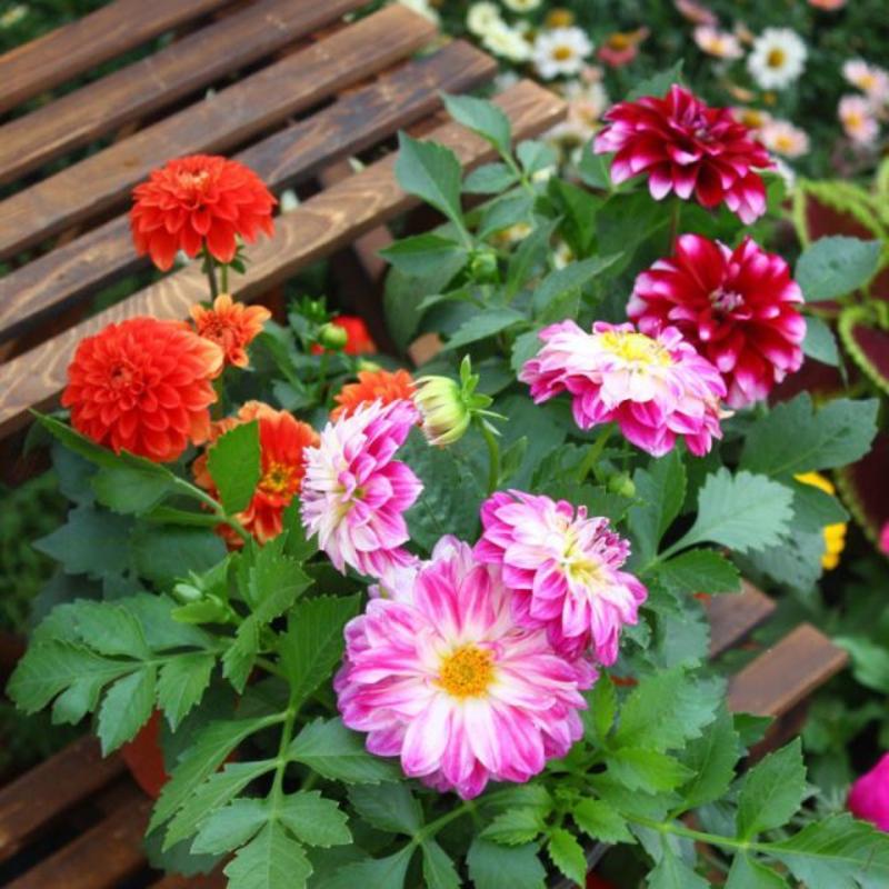 室外小丽花耐热耐旱耐高温植物花种子夏季开花室外四季种易活