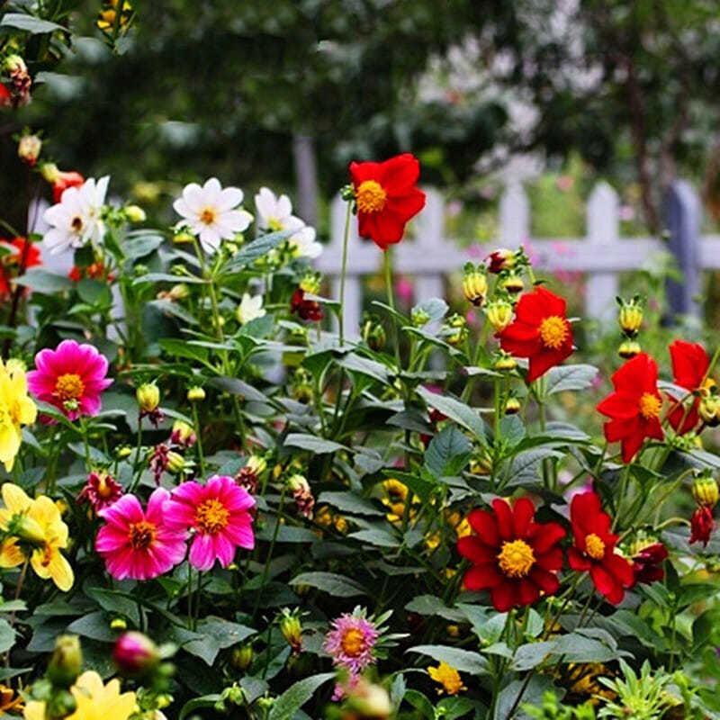室外小丽花耐热耐旱耐高温植物花种子夏季开花室外四季种易活