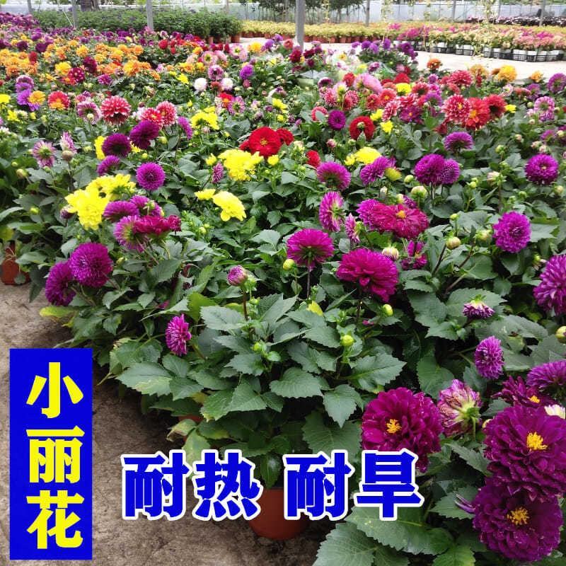 室外小丽花耐热耐旱耐高温植物花种子夏季开花室外四季种易活