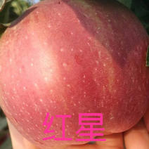 红星苹果苗早熟晚熟苹果苗品种规格齐全河北苹果苗基地