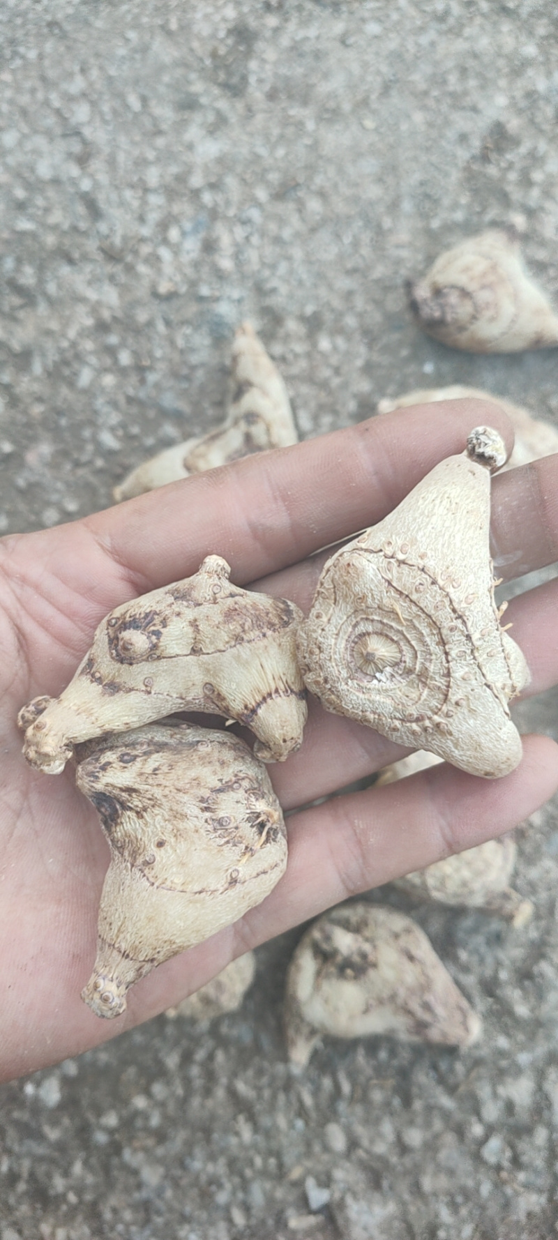 白芨干货，个子个子统货