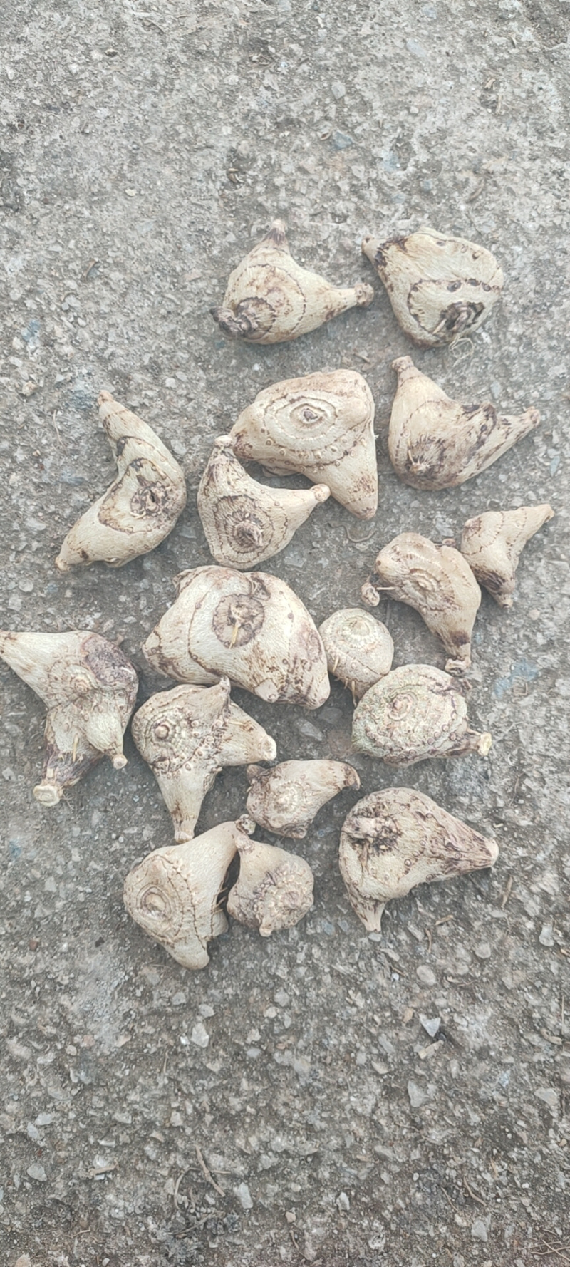 白芨干货，个子个子统货