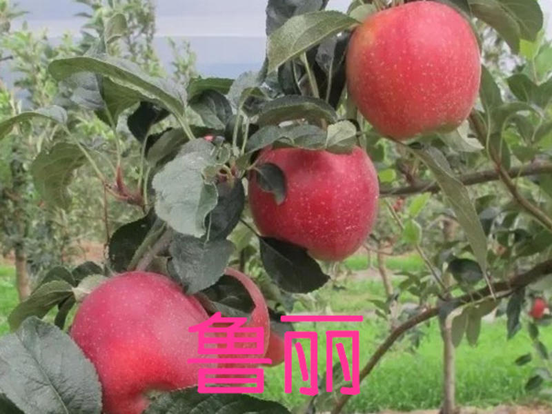 鲁丽苹果苗基地直销现挖现卖包技术保纯度河北苹果树苗