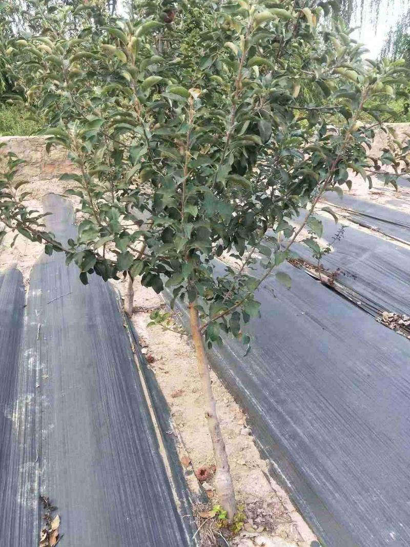 鲁丽苹果苗基地直销现挖现卖包技术保纯度河北苹果树苗
