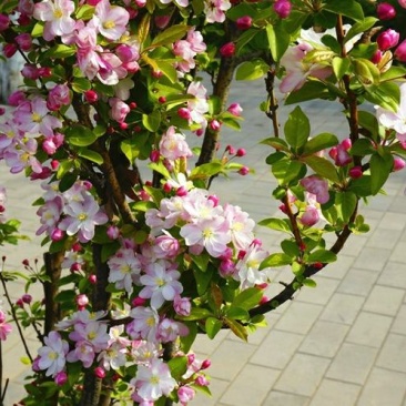 西府海棠花树苗南方北方室外庭院种植地栽耐寒花卉植物乔木