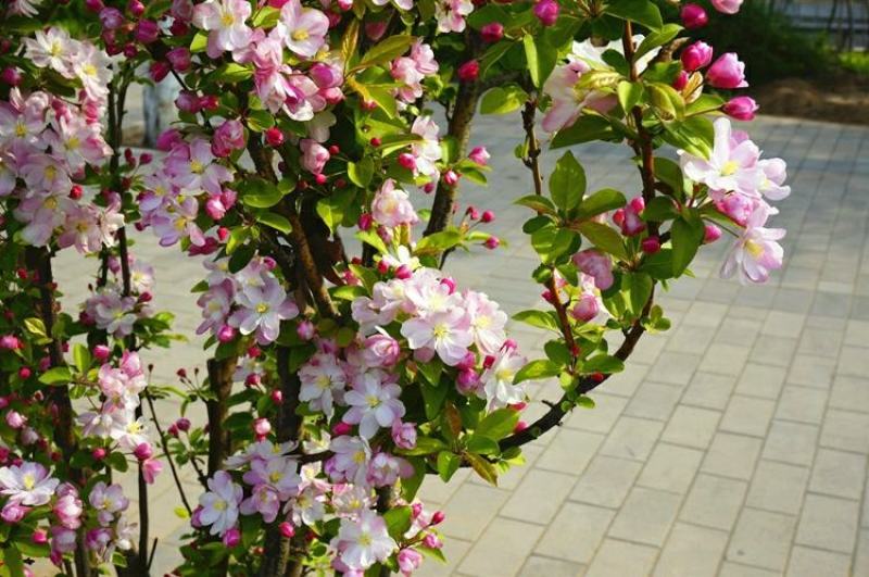 西府海棠花树苗南方北方室外庭院种植地栽耐寒花卉植物乔木