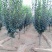 西府海棠花树苗南方北方室外庭院种植地栽耐寒花卉植物乔木