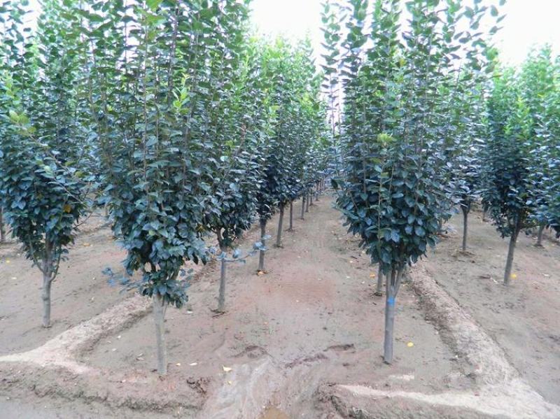 西府海棠花树苗南方北方室外庭院种植地栽耐寒花卉植物乔木