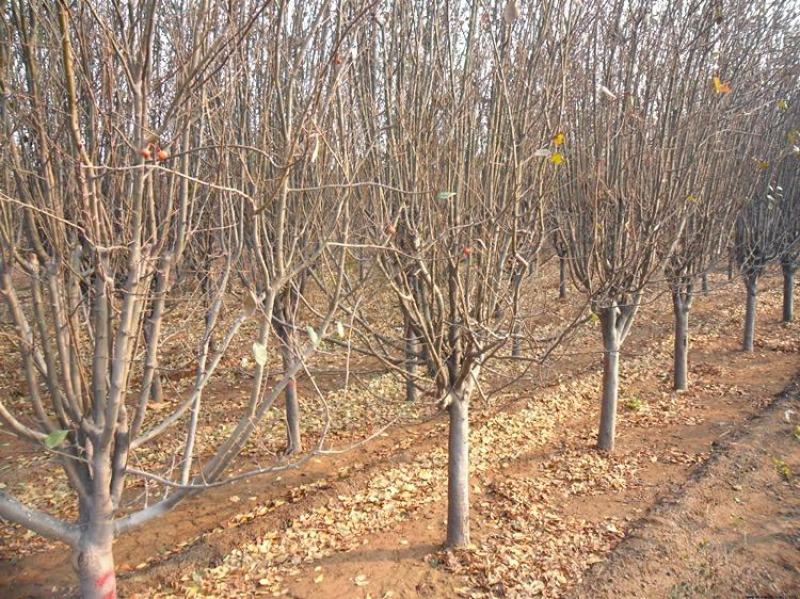 西府海棠花树苗南方北方室外庭院种植地栽耐寒花卉植物乔木