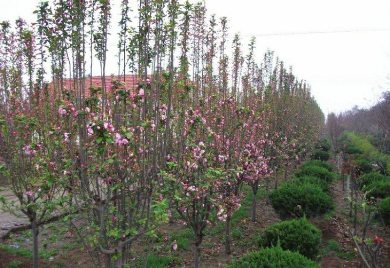 西府海棠花树苗南方北方室外庭院种植地栽耐寒花卉植物乔木
