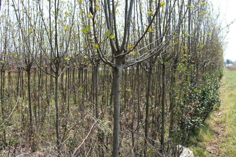 垂丝海棠花树苗南方北方室外庭院种植地栽耐寒花卉乔木绿化