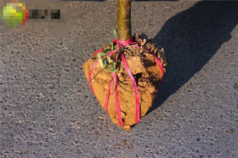 垂丝海棠花树苗南方北方室外庭院种植地栽耐寒花卉乔木绿化