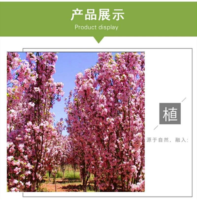 垂丝海棠花树苗南方北方室外庭院种植地栽耐寒花卉乔木绿化
