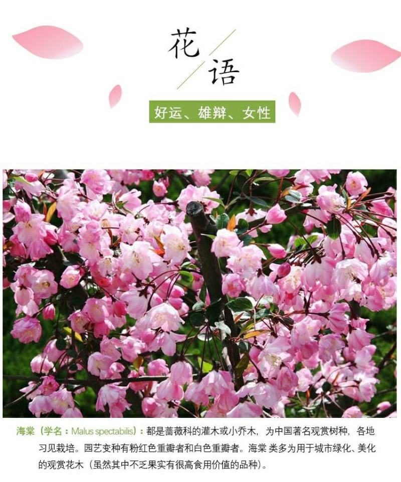 垂丝海棠花树苗南方北方室外庭院种植地栽耐寒花卉乔木绿化