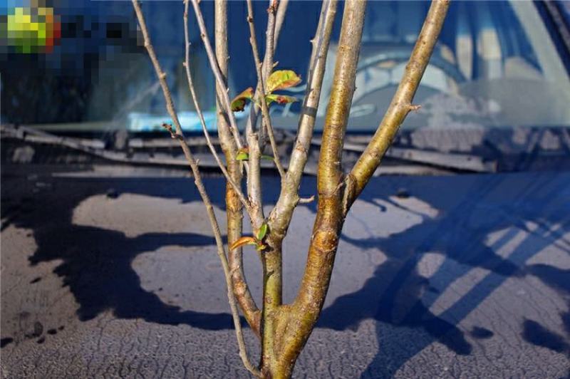 垂丝海棠花树苗南方北方室外庭院种植地栽耐寒花卉乔木绿化