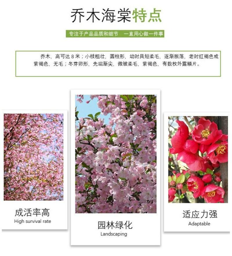 垂丝海棠花树苗南方北方室外庭院种植地栽耐寒花卉乔木绿化