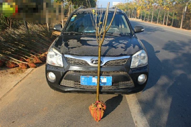 垂丝海棠花树苗南方北方室外庭院种植地栽耐寒花卉乔木绿化