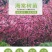 垂丝海棠花树苗南方北方室外庭院种植地栽耐寒花卉乔木绿化