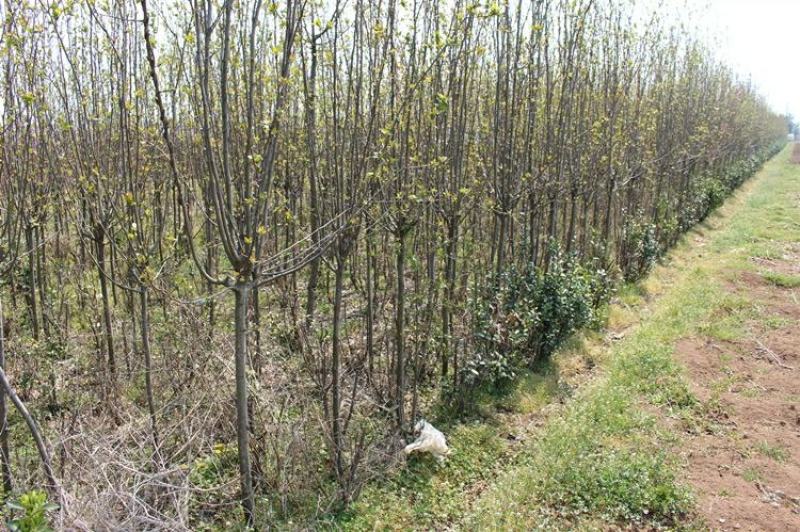 北美海棠花树苗南方北方室外庭院种植地栽耐寒花卉植物乔木