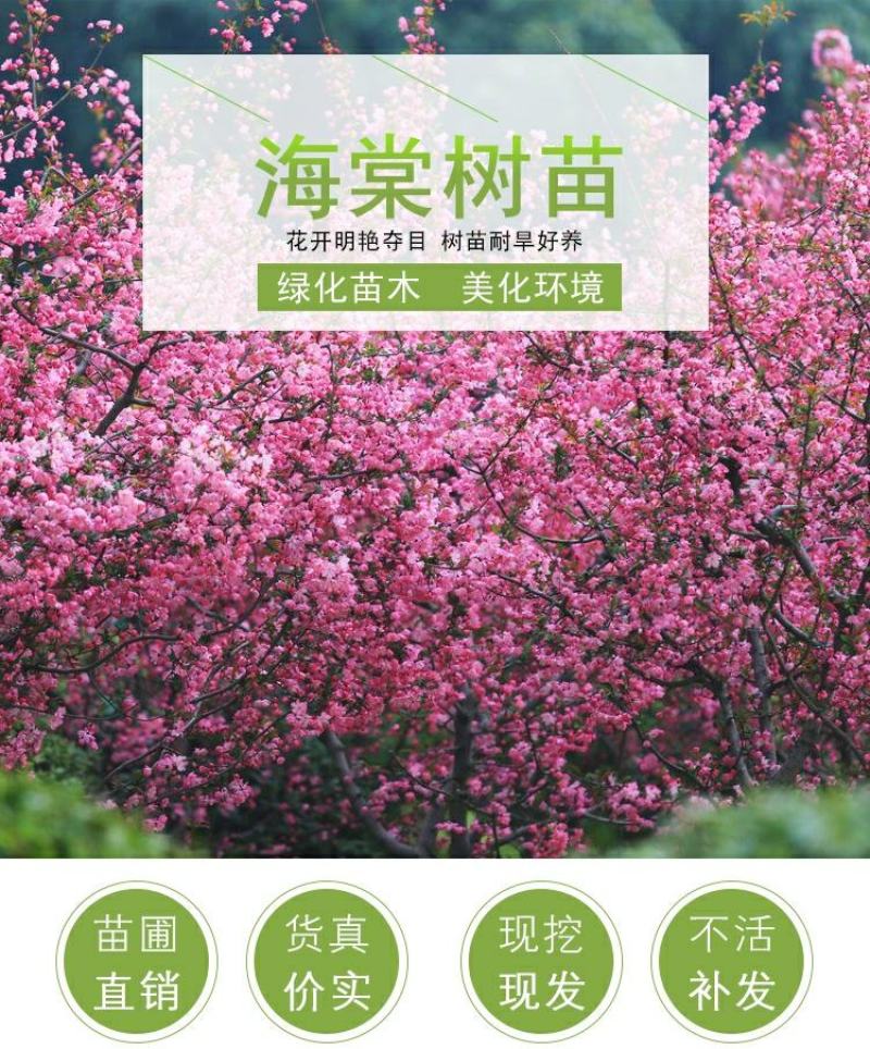 北美海棠花树苗南方北方室外庭院种植地栽耐寒花卉植物乔木