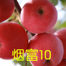 烟富10苹果苗基地直销河北苹果苗品种规格齐全高产