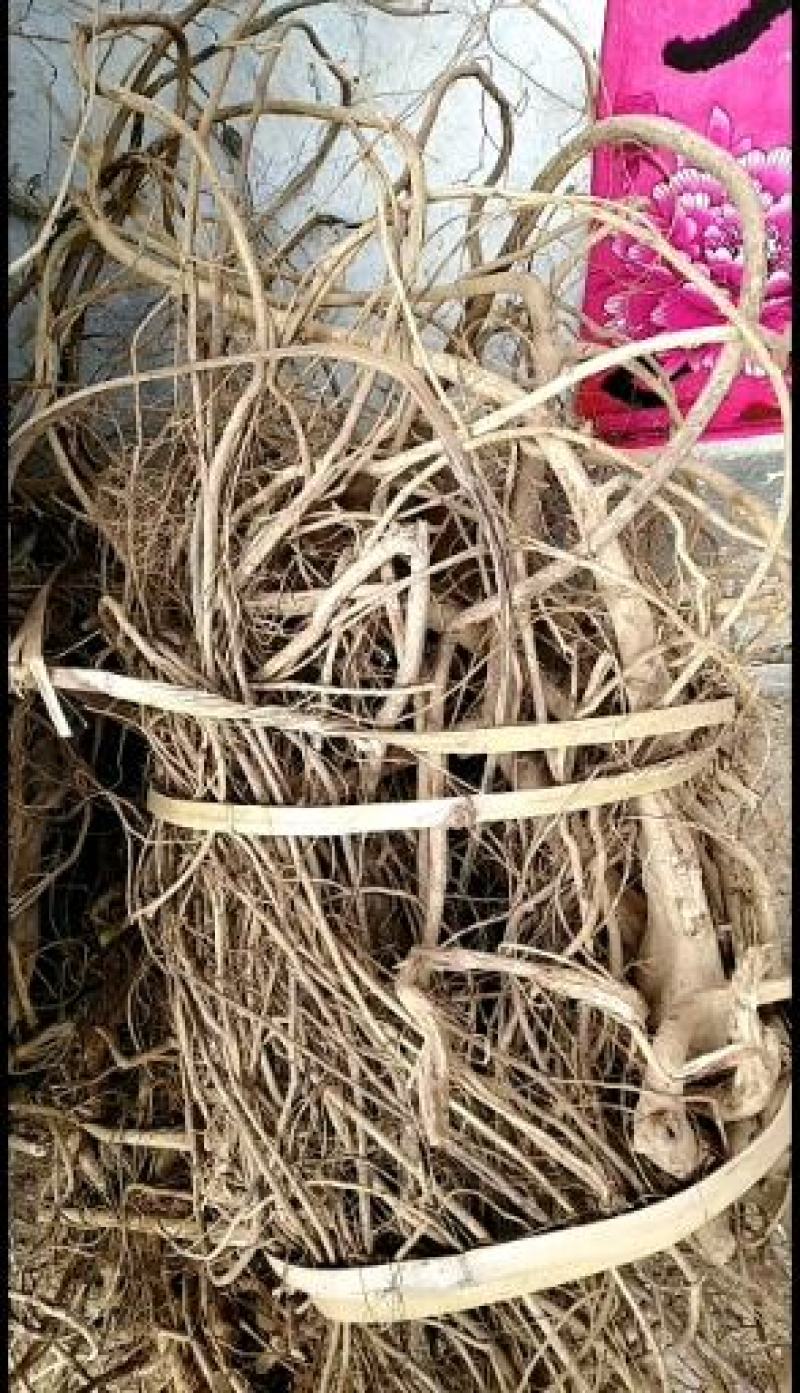 广西大山野生白花牛奶根！新鲜通货!无硫干货小扎把。