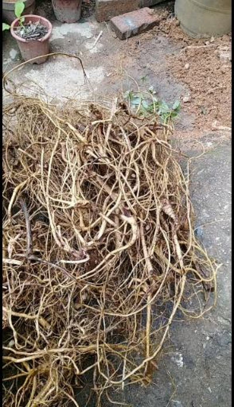 广西大山野生白花牛奶根！新鲜通货!无硫干货小扎把。