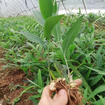 黄精苗姜型不倒苗黄精苗基地直销常年供货起苗